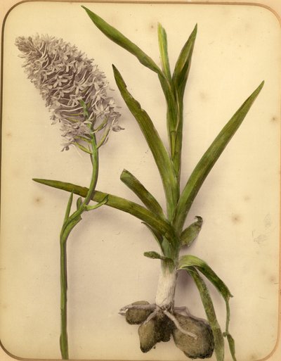 Flowers and bulb, 1870s by Pietro Guidi